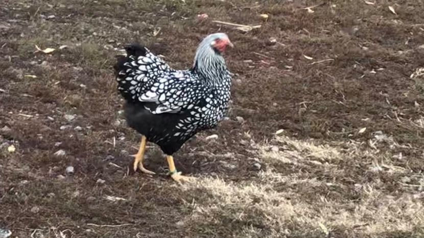  - Wyandotte argintiu 2019