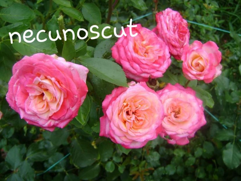  - Necunoscut