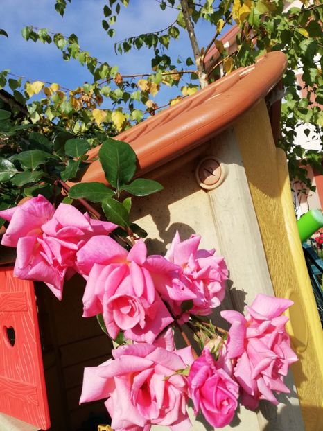  - Gradina noiembrie 2019