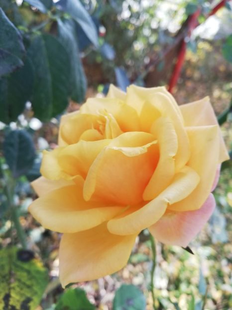  - Gradina noiembrie 2019