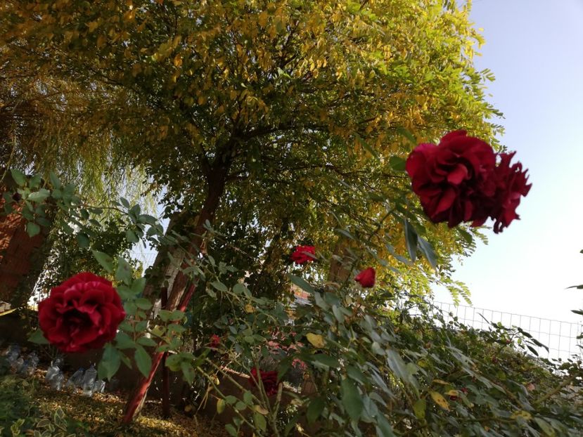  - Gradina noiembrie 2019