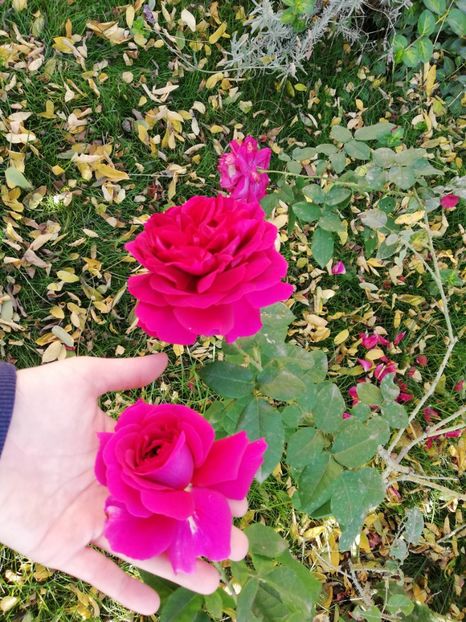  - Gradina noiembrie 2019