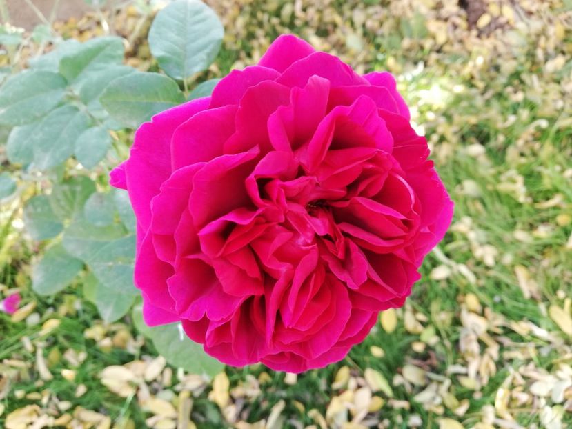  - Gradina noiembrie 2019