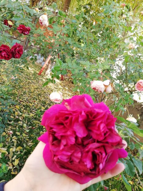  - Gradina noiembrie 2019