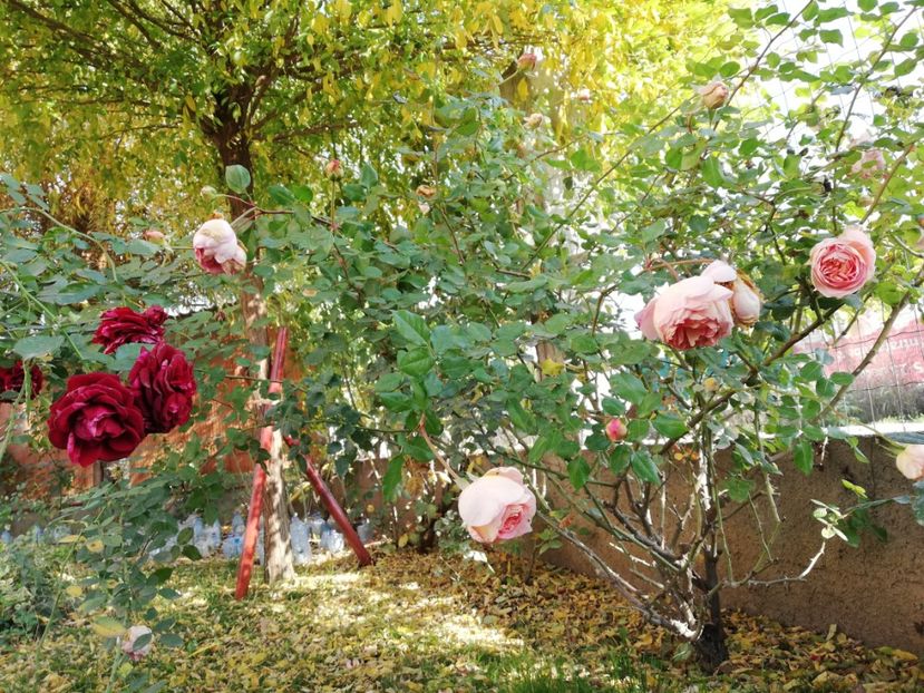  - Gradina noiembrie 2019