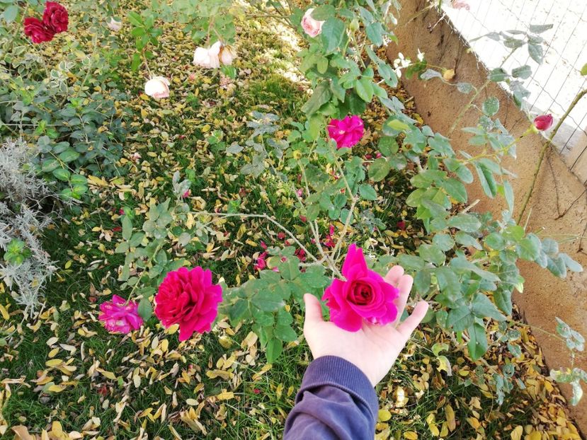  - Gradina noiembrie 2019