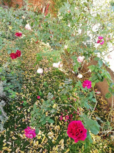  - Gradina noiembrie 2019