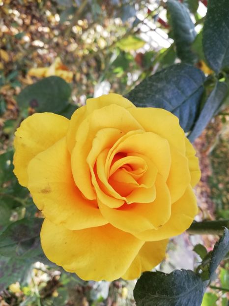  - Gradina noiembrie 2019