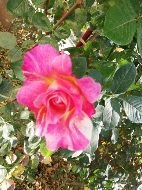  - Gradina noiembrie 2019