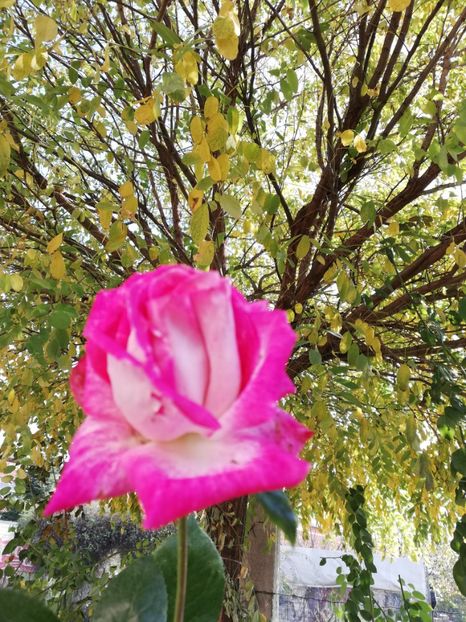  - Gradina noiembrie 2019