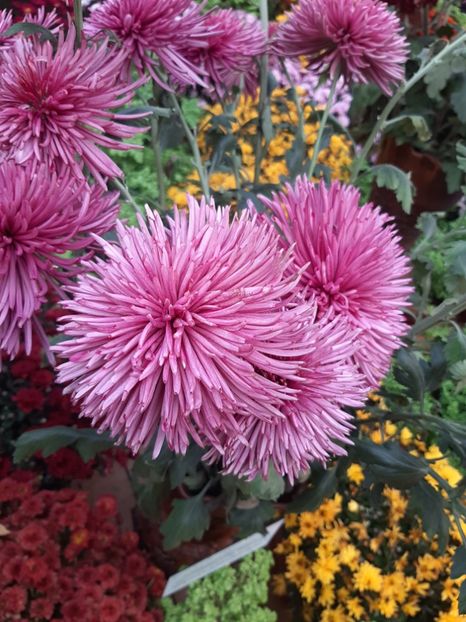  - Gradina botanica 2019