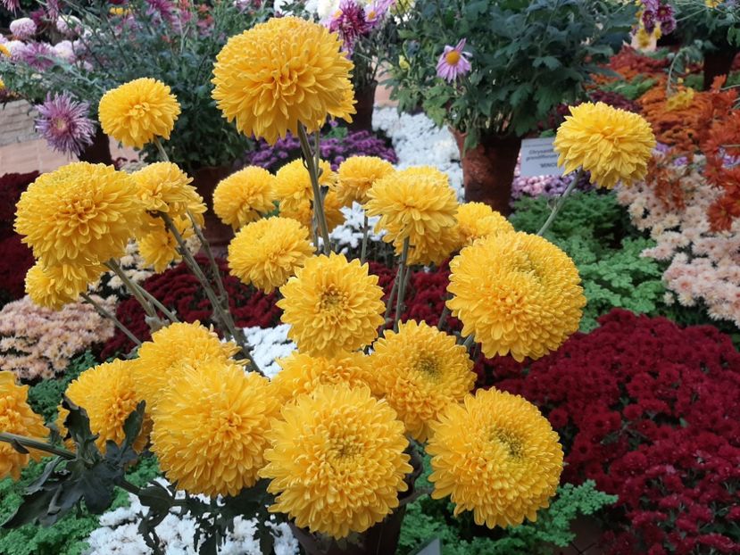  - Gradina botanica 2019