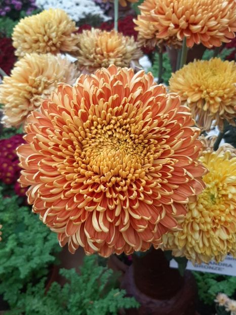  - Gradina botanica 2019
