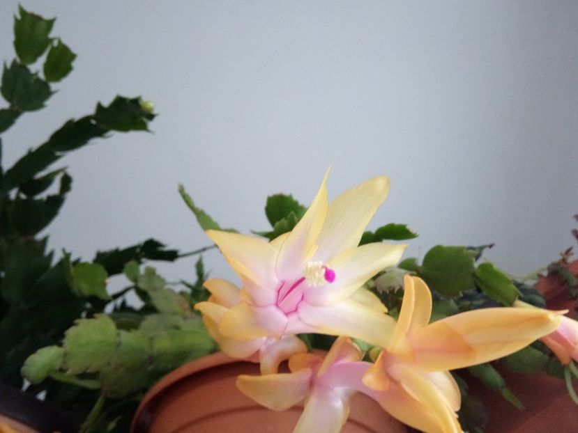  - Schlumbergera 2014-2020