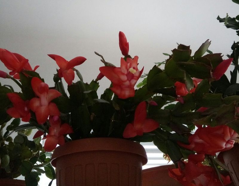  - Schlumbergera 2014-2020