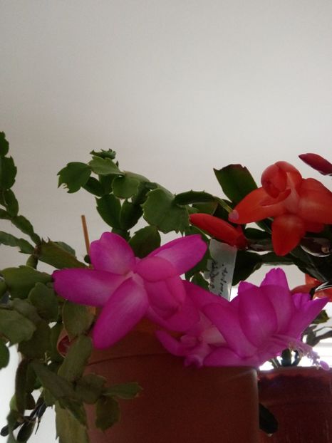  - Schlumbergera 2014-2020