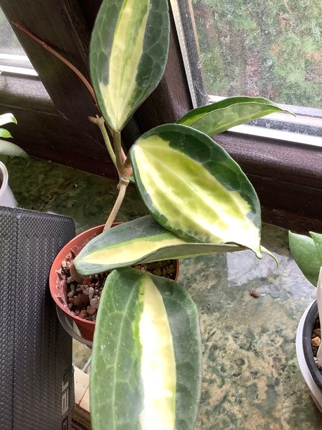  - Macrophilla Pot of Gold