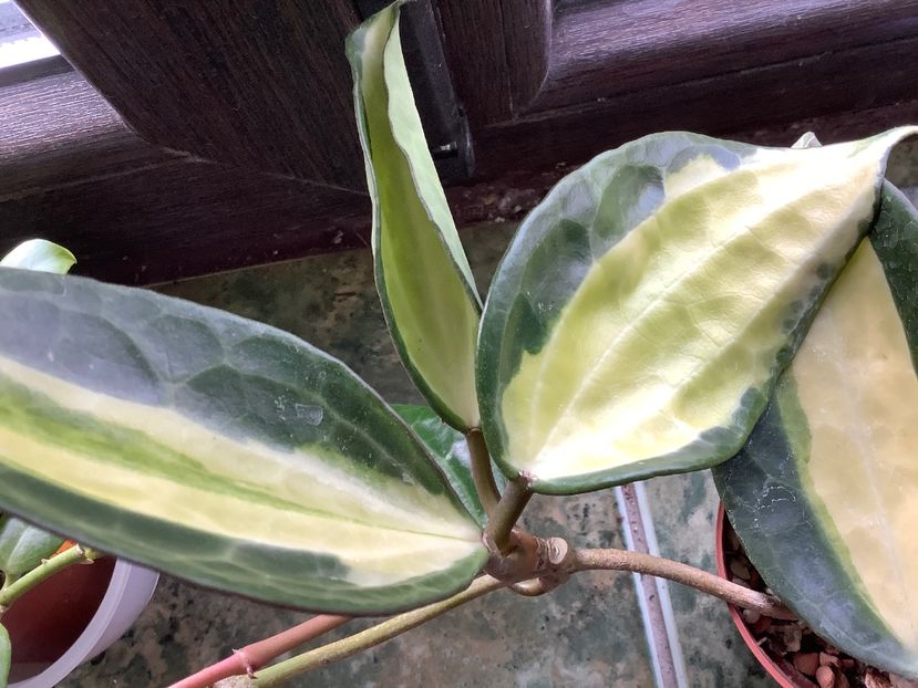  - Macrophilla Pot of Gold