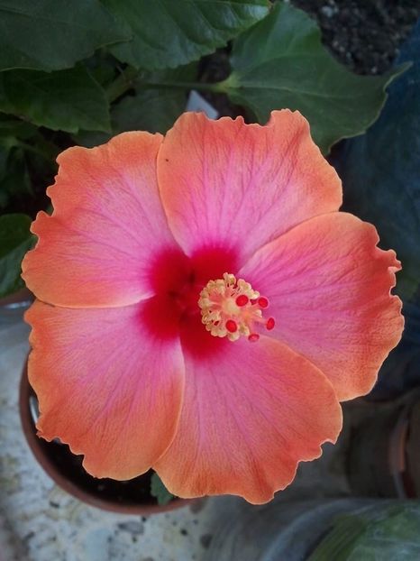 22792522_1617072588312892_1633509993447802108_o - HIBISCUSI 1-2019