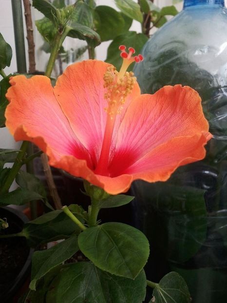 22829150_1617072708312880_7480020479455093883_o - HIBISCUSI 1-2019