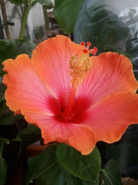 22829263_1617072501646234_5067267403871693366_o - HIBISCUSI 1-2019