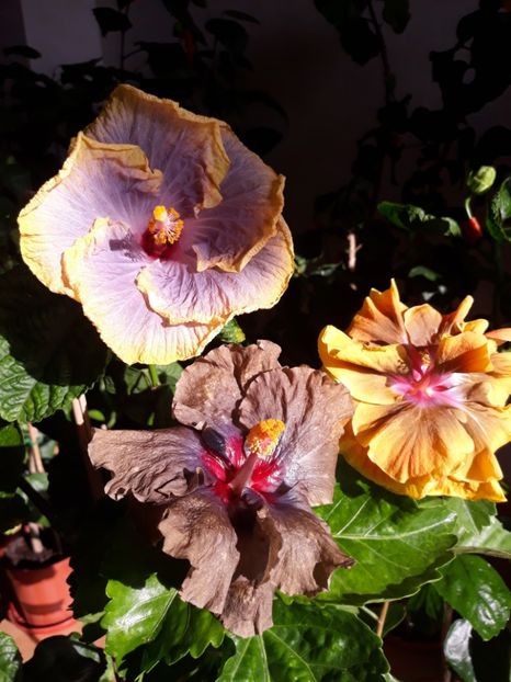  - Chi s Garden Forest Rapsody