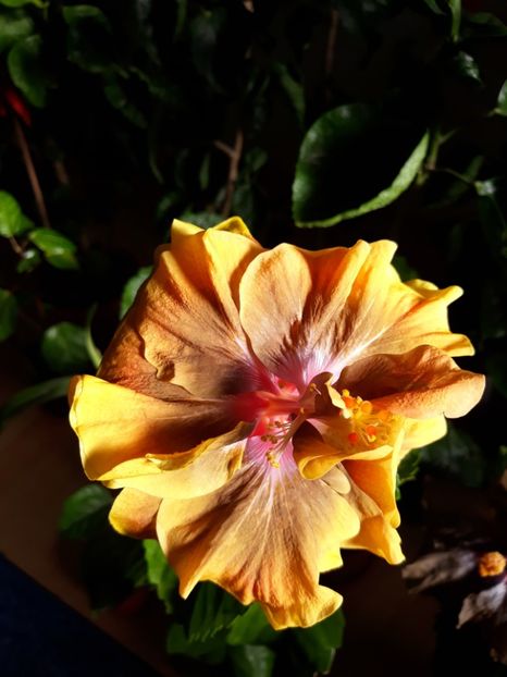  - Chi s Garden Forest Rapsody