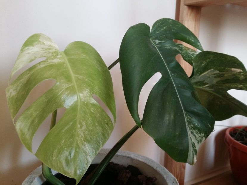  - plantutele mele