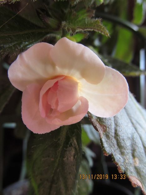  - ACHIMENES 2020 - VANZARI HIBRIZI