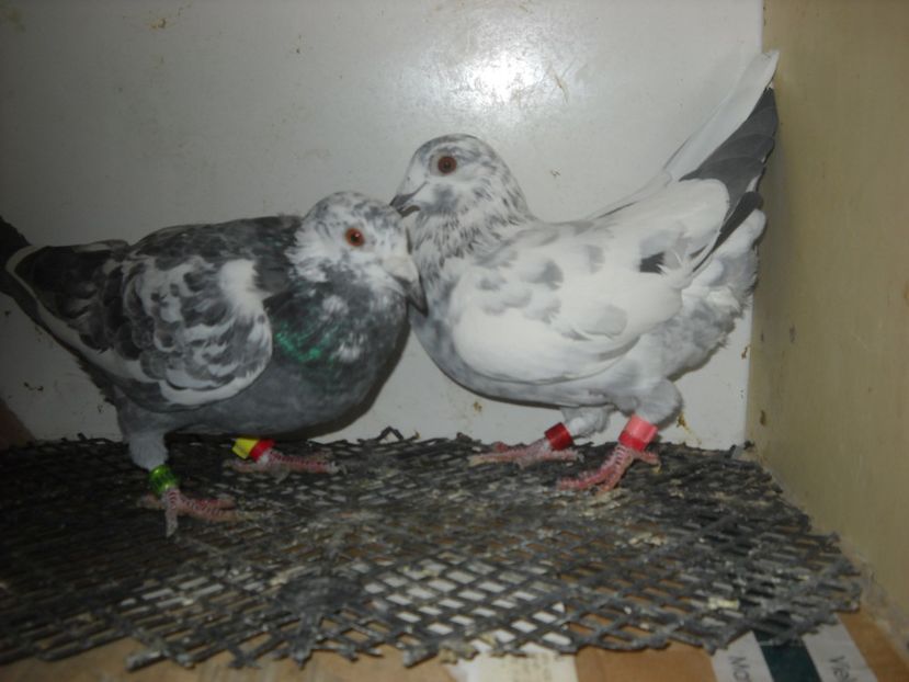  - UNDEVA IN SUCEAVA arhiva