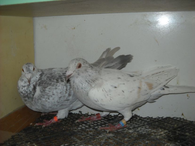  - UNDEVA IN SUCEAVA arhiva