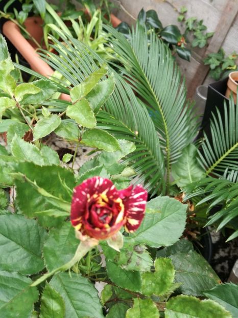 Abracadabra - Abracadabra 2019