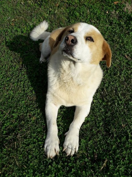  - AAAAA__TOAMNA 2019