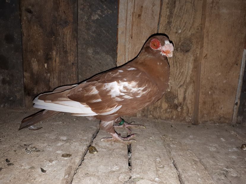 F - I3 _ tineret 2019