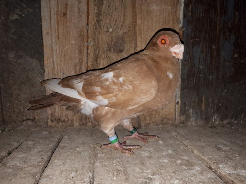 M vîndut - I3 _ tineret 2019