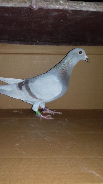  - 5025419-2018 norma as maraton tineret 2019