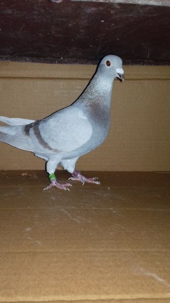  - 5025419-2018 norma as maraton tineret 2019