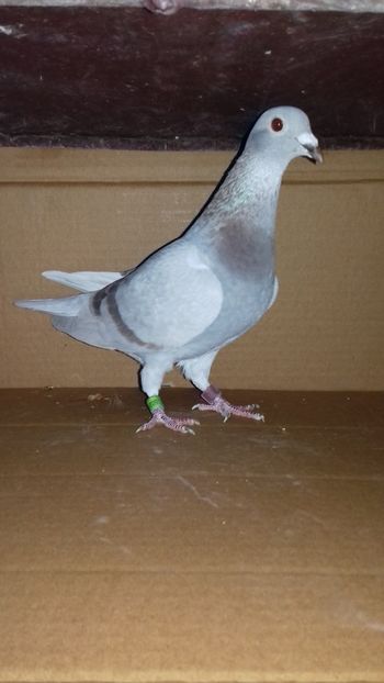  - 5025419-2018 norma as maraton tineret 2019