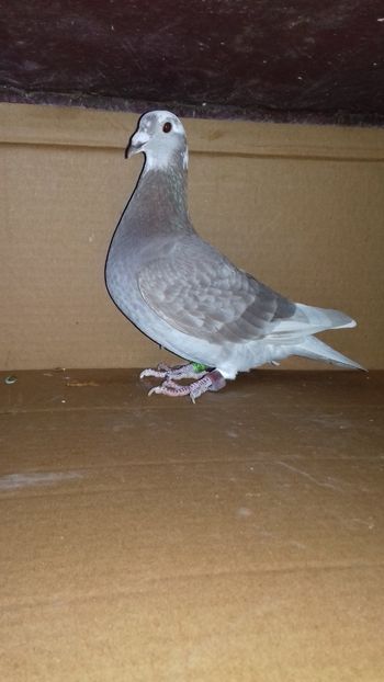  - 5025462-2018 f trestiu norma maraton tineret 2019