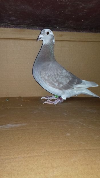  - 5025462-2018 f trestiu norma maraton tineret 2019