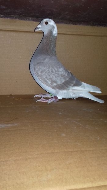  - 5025462-2018 f trestiu norma maraton tineret 2019