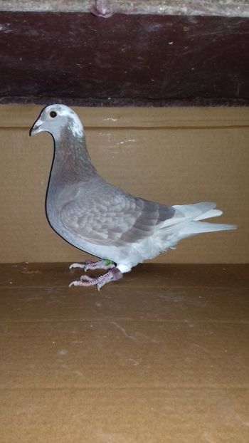  - 5025462-2018 f trestiu norma maraton tineret 2019