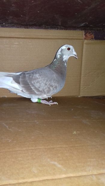  - 5025462-2018 f trestiu norma maraton tineret 2019