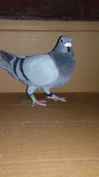  - 5025449-2018 m albastru as fond tineret 2019