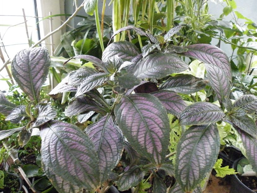 strobilanthes - 2019