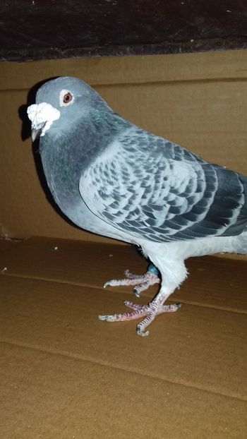  - Regele crescatoriei