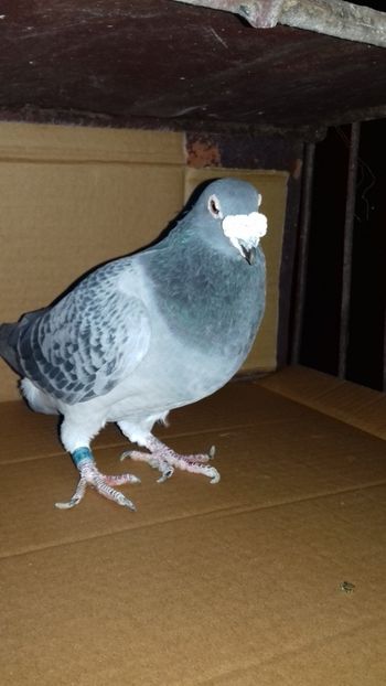  - Regele crescatoriei