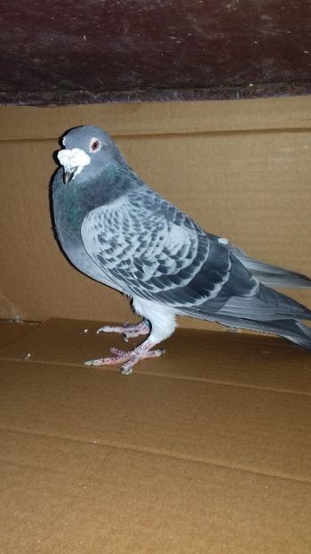  - Regele crescatoriei