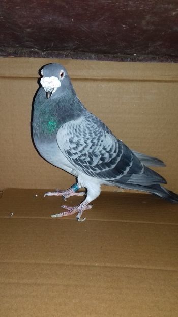  - Regele crescatoriei