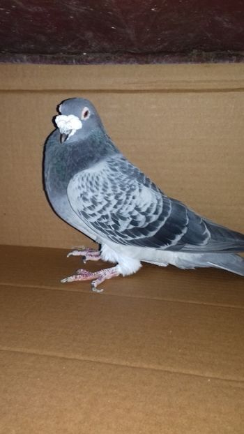  - Regele crescatoriei